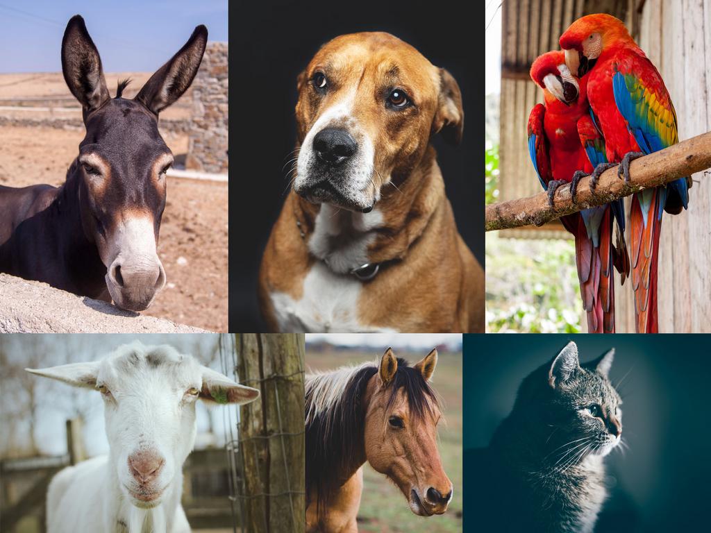 Vétérinaire Médoune Sara Kasse