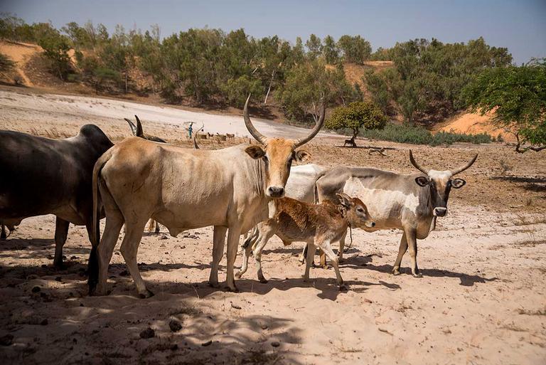 Ecolodge de Lompoul, Sénégal.